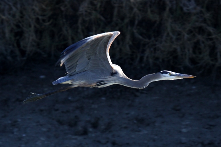 great blue heron